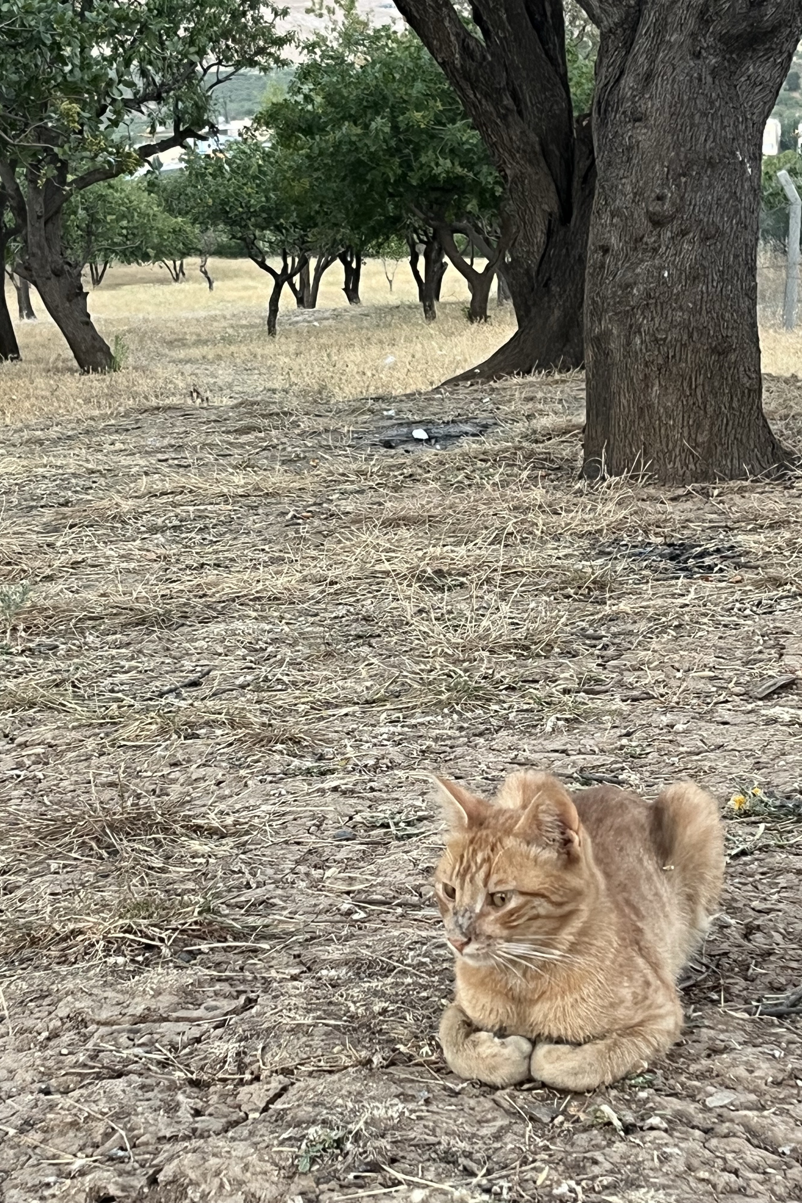 Hüseyin Özer — photo 2 on Lushme