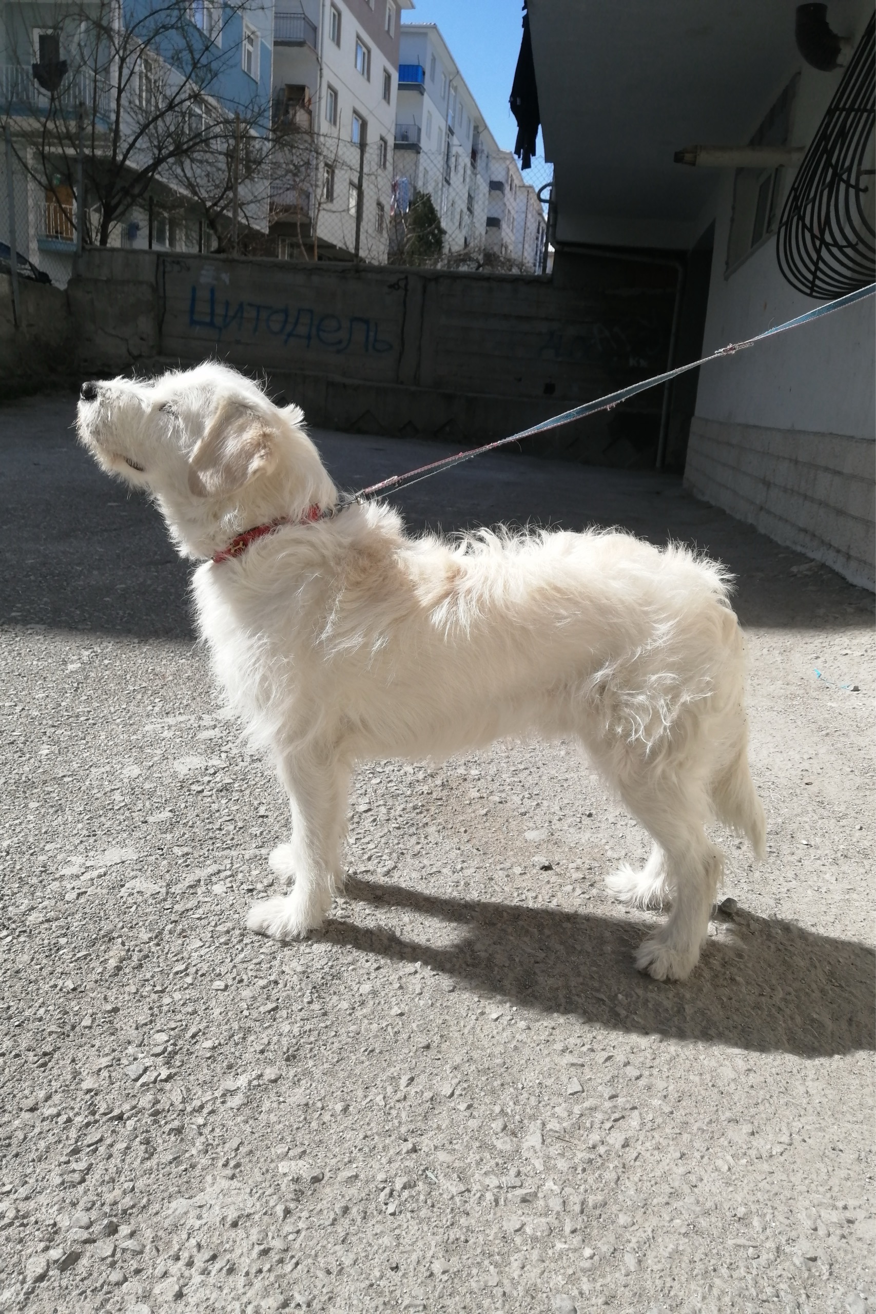 Ankmusa — photo 4 on Lushme