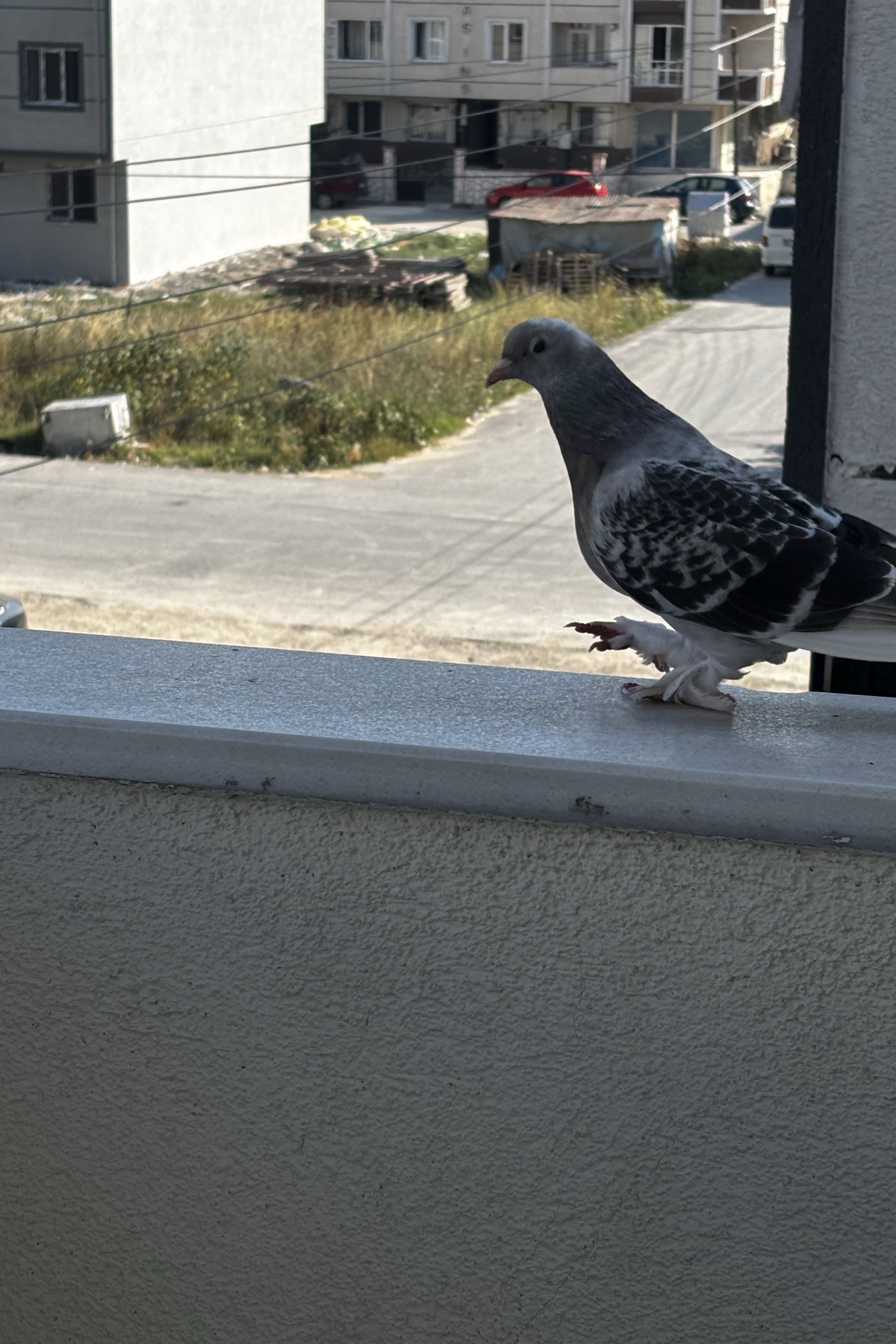 Murat Cihangir — photo 2 on Lushme