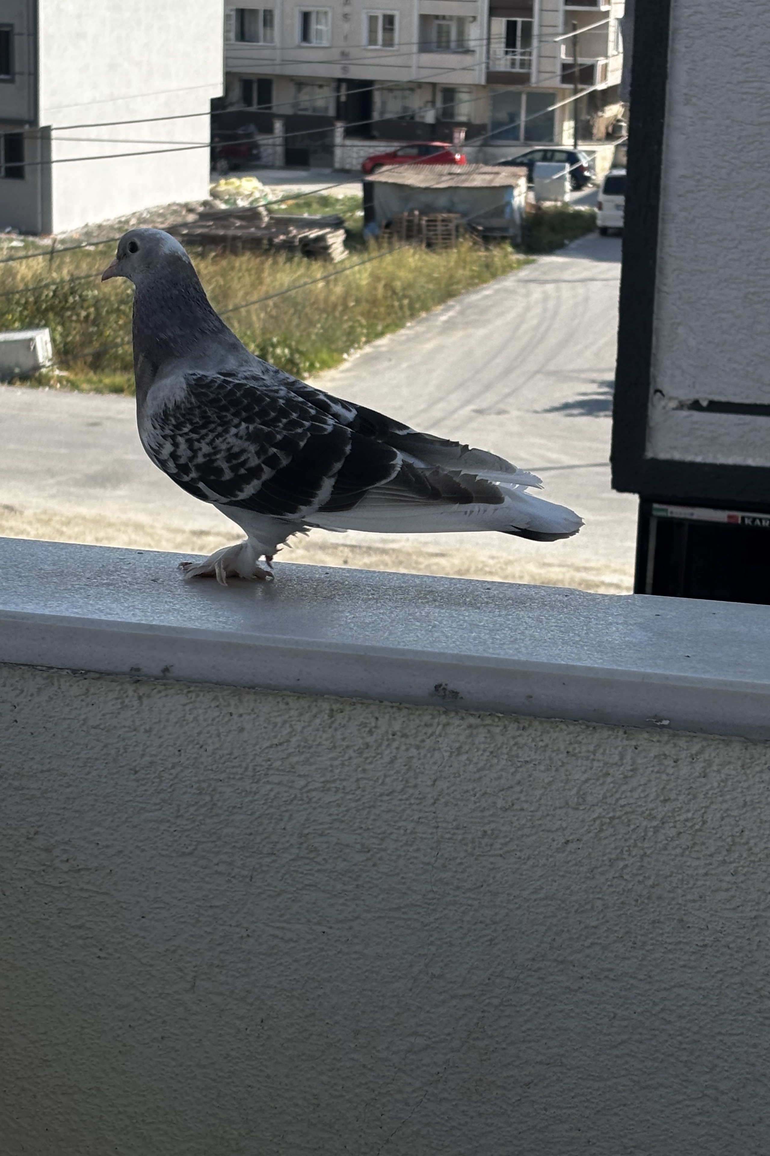 Murat Cihangir — photo 3 on Lushme