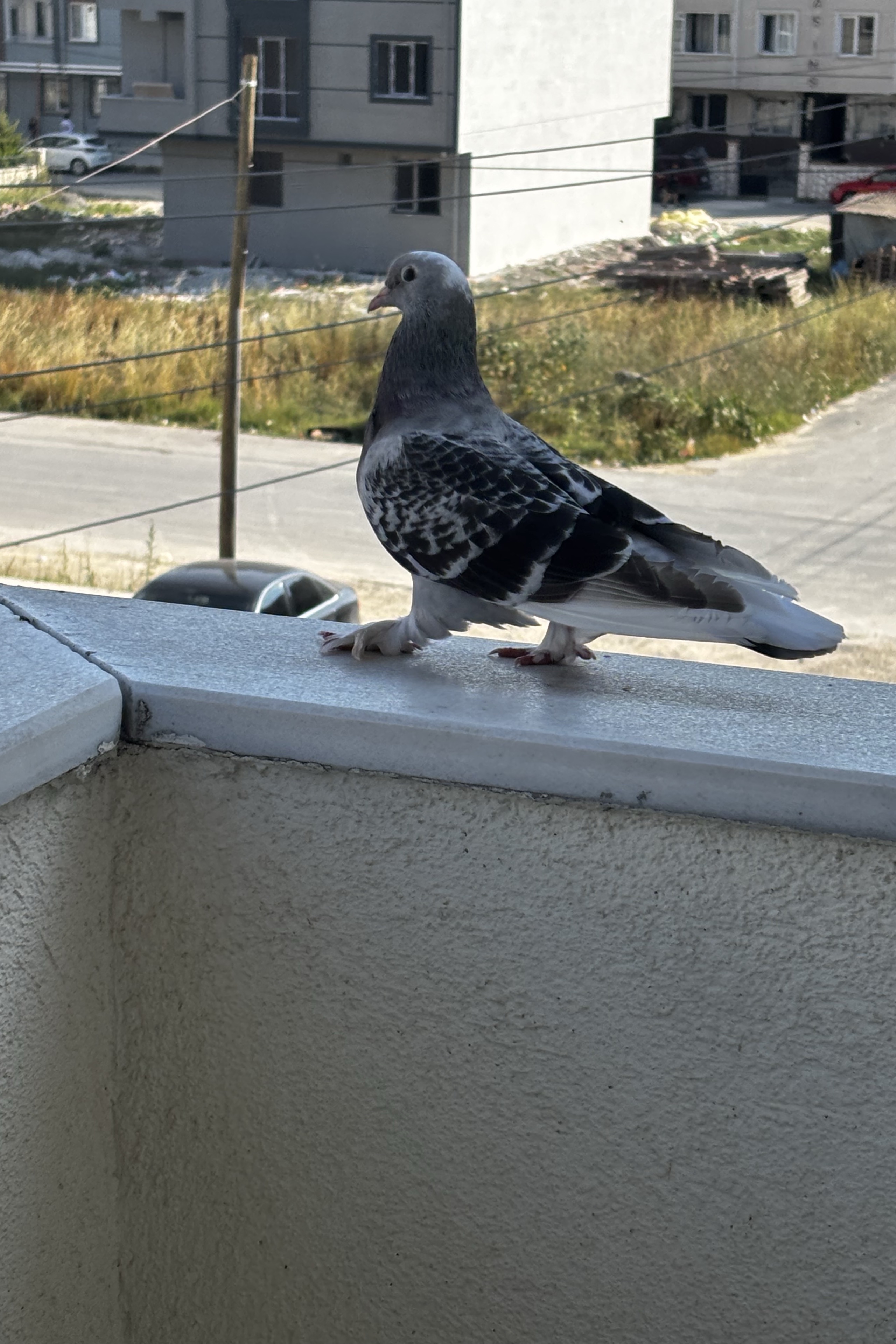 Murat Cihangir — photo 4 on Lushme