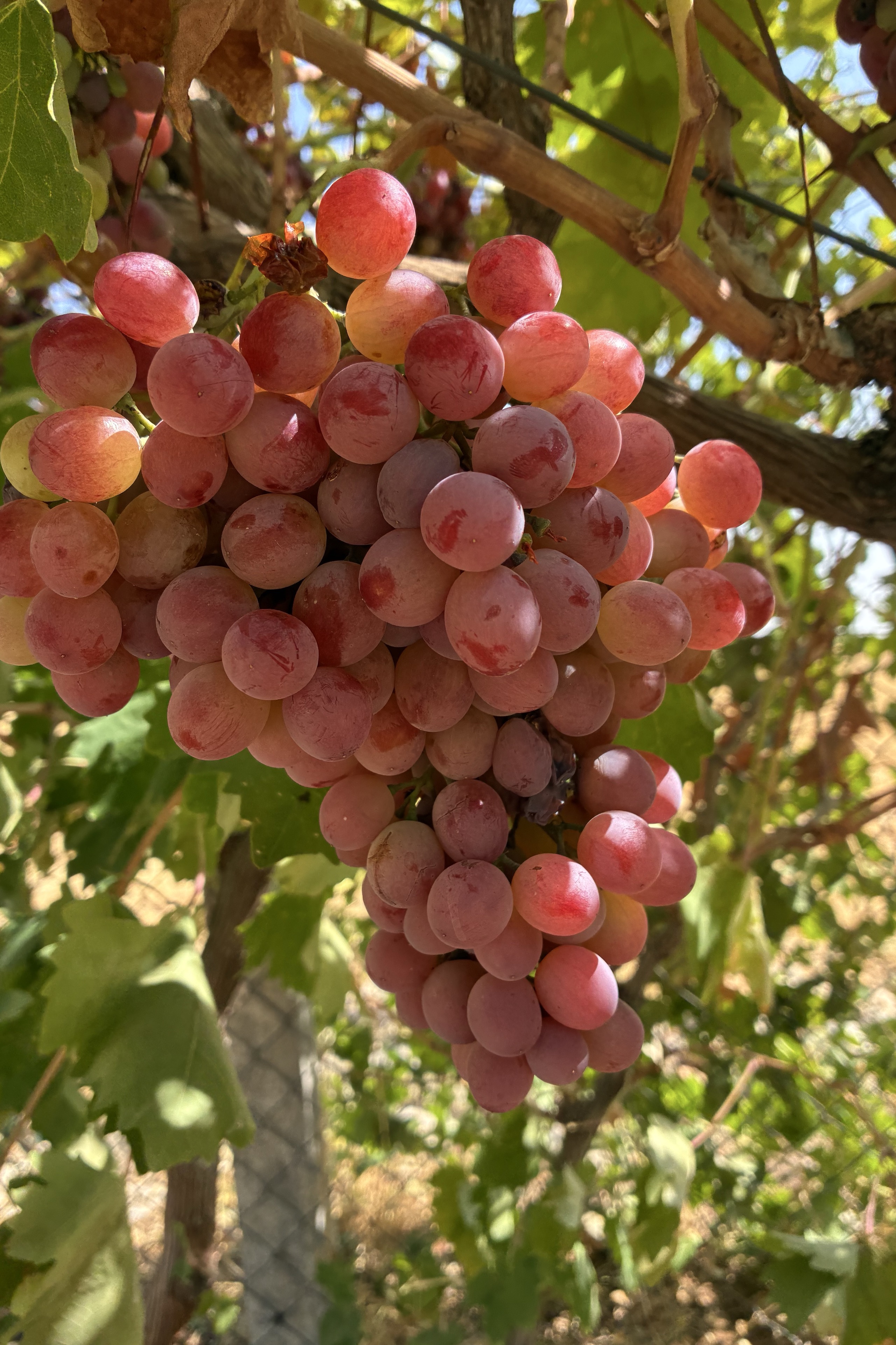 Ahmet TAŞTAN — photo 6 on Lushme