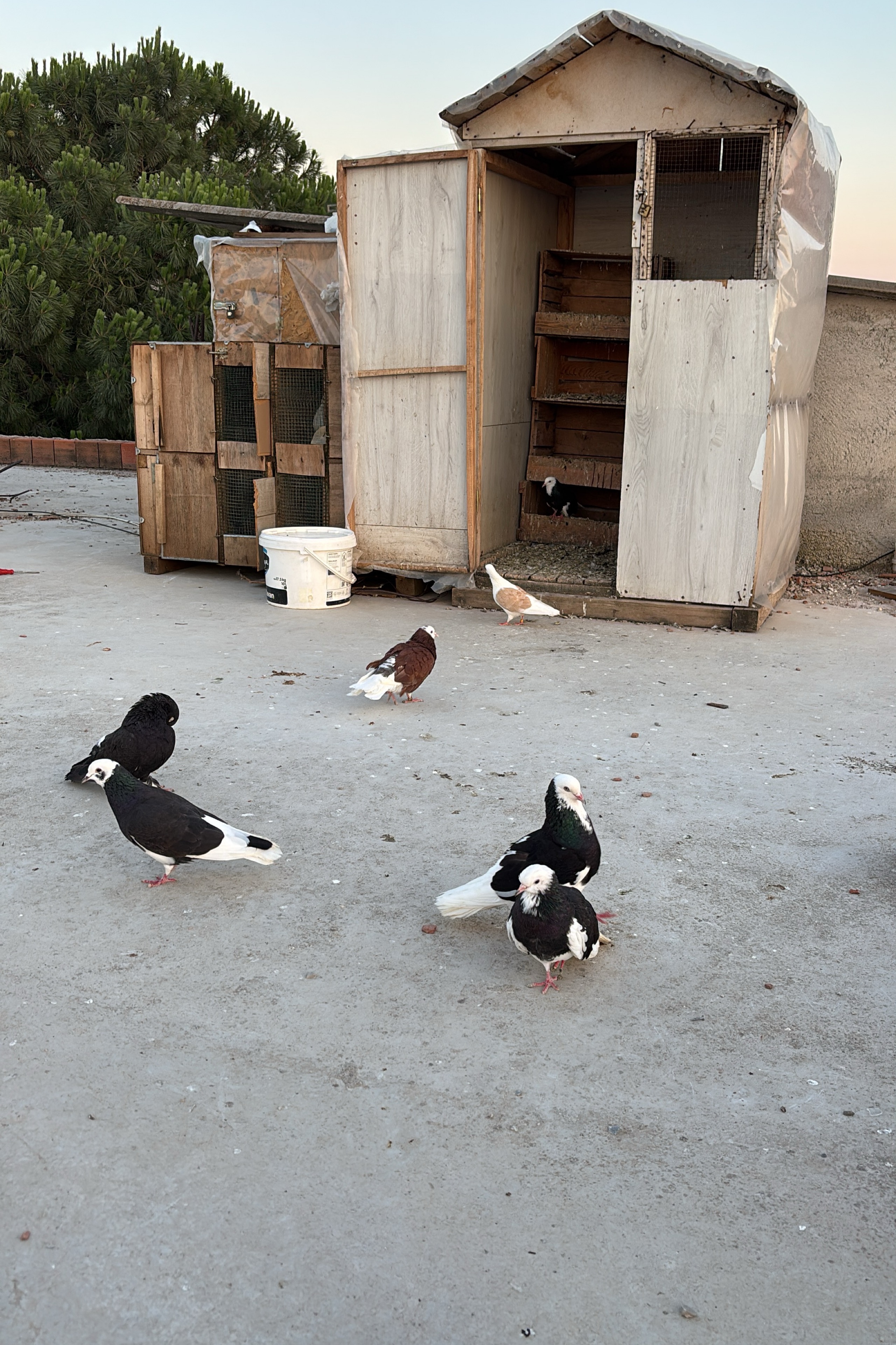 Ersin Akti 5235 — photo 3 on Lushme