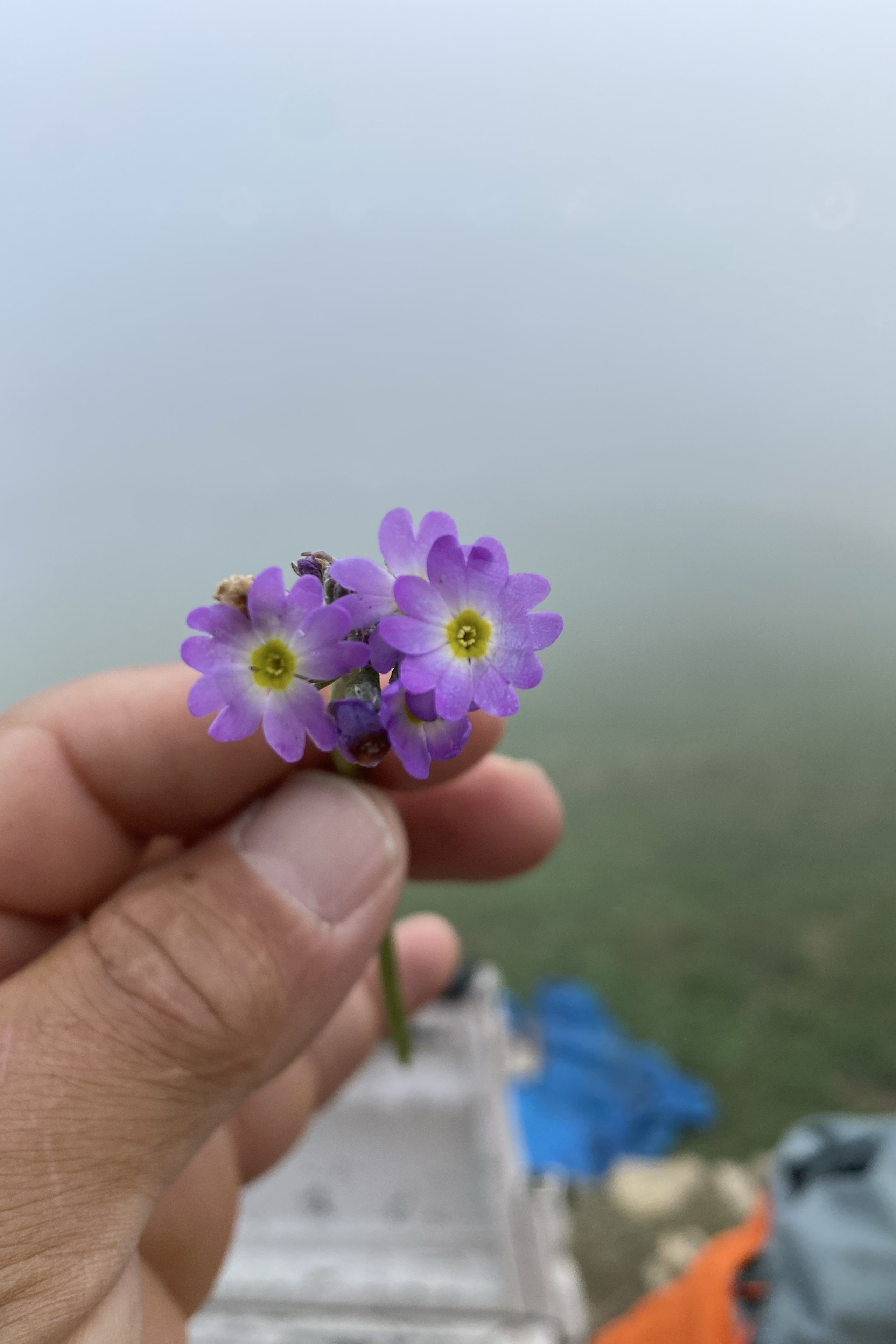 Jk9H5Sk2Km — photo 4 on Lushme