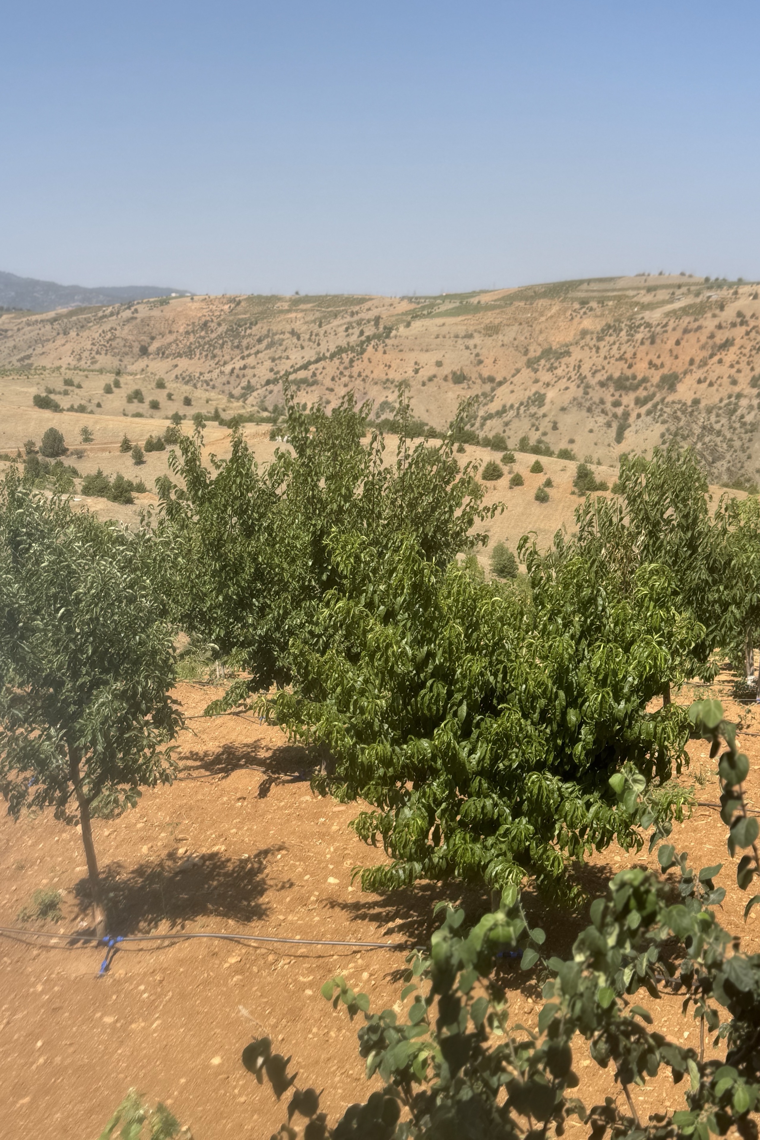 Ali Koç — photo 2 on Lushme