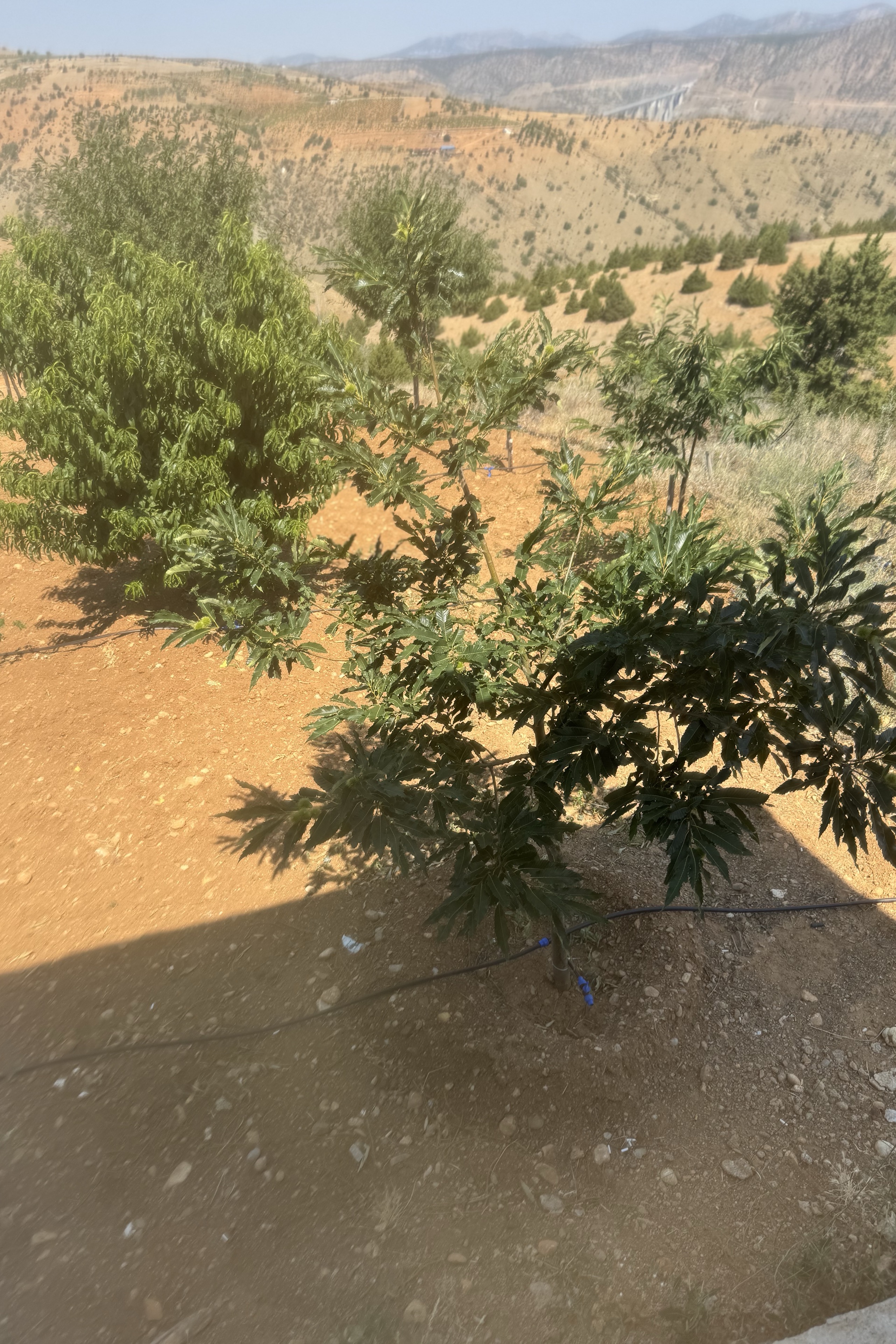 Ali Koç — photo 4 on Lushme