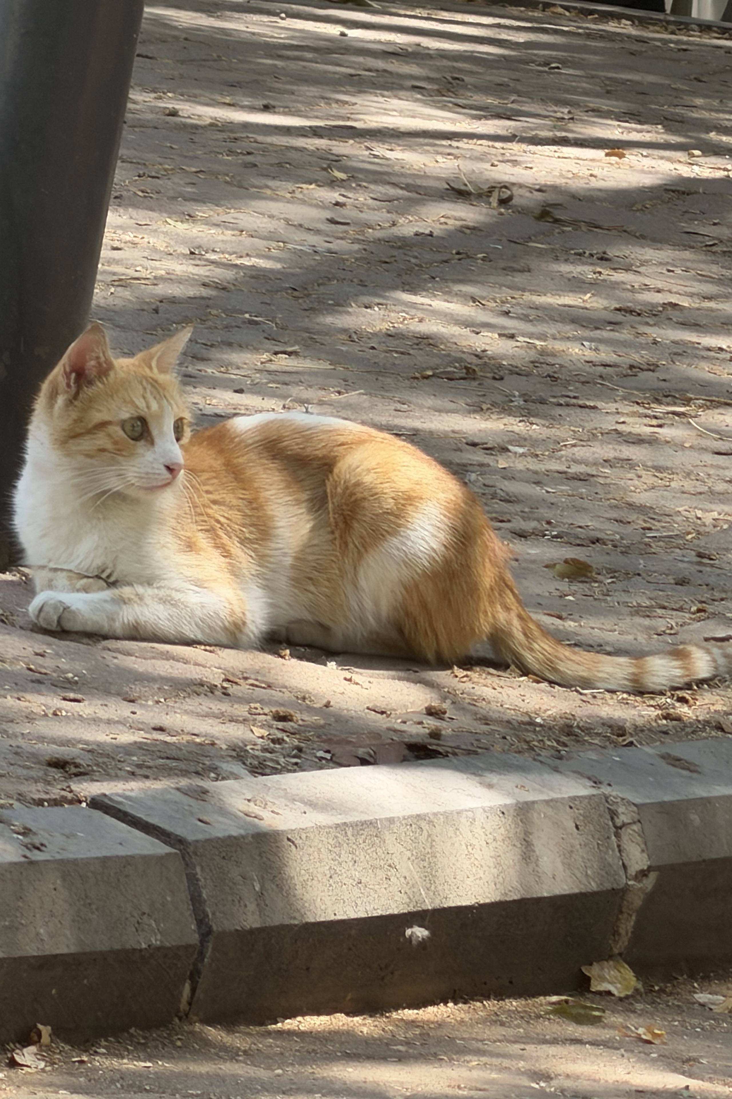 Safwan MAKANSI — photo 2 on Lushme