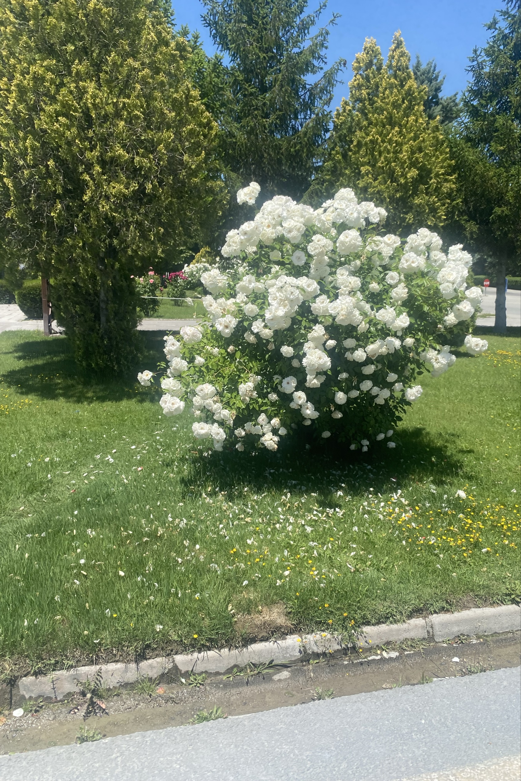 Mustafa Büyükeken — photo 3 on Lushme