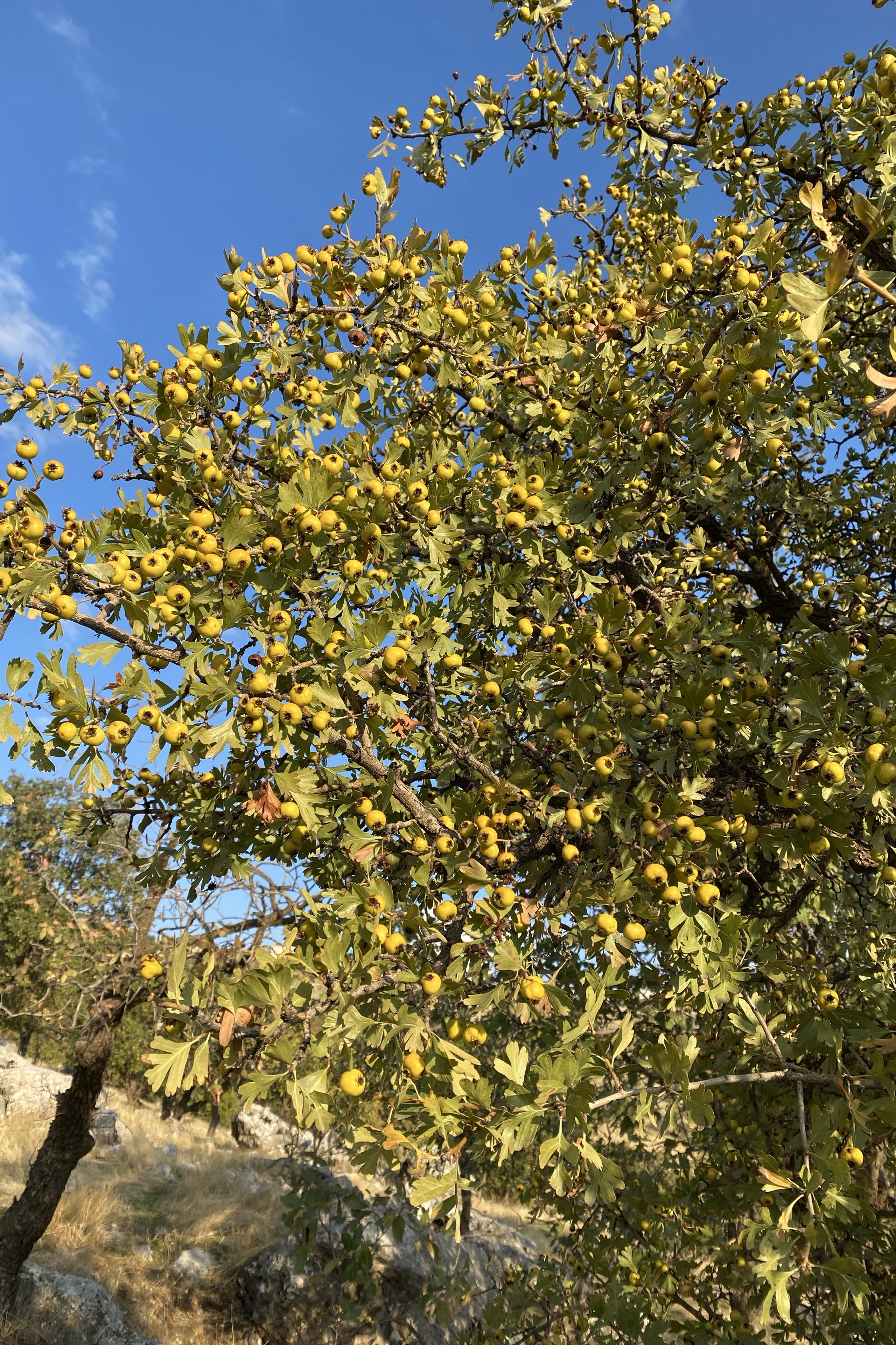 Sabri Barzani — photo 2 on Lushme