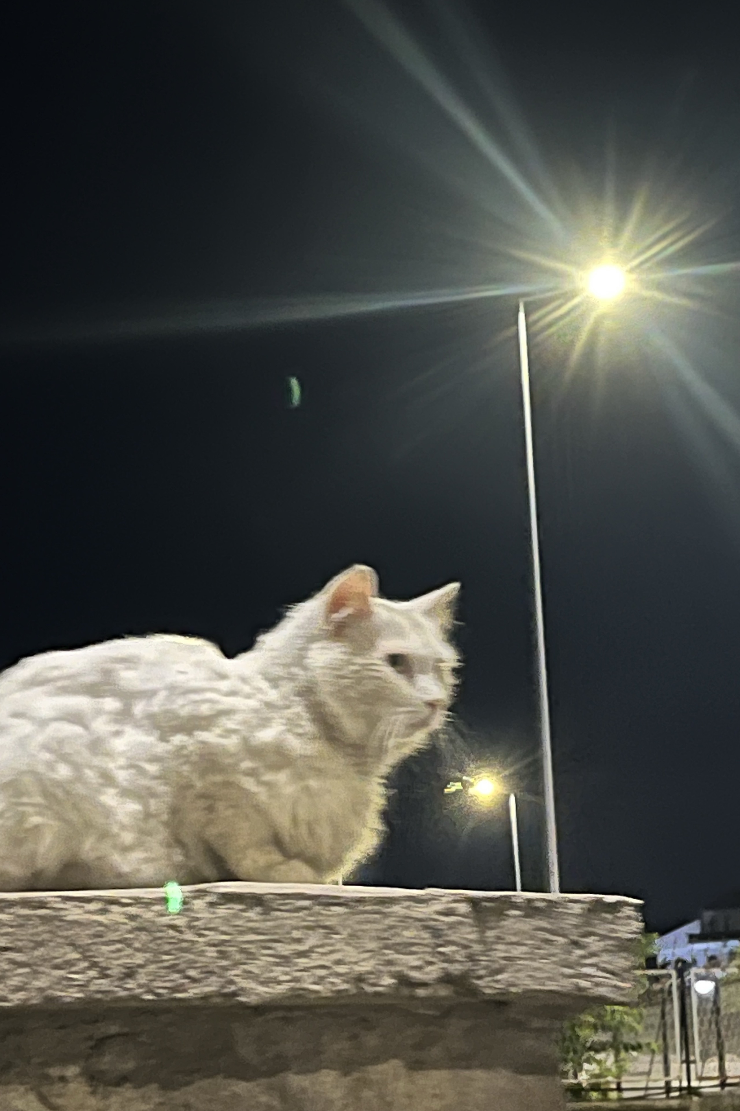 Berat arda Karadeli — photo 3 on Lushme